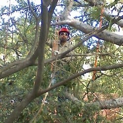 tree-trimming